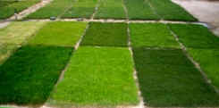 bespoke spanish lawn solutions. real grass lawns. lawn solutions spain. spanish lawn suppliers. spanish lawn providers. green lawns of spain. spanish dream lawns. spanish grass landscapes. green green grass of spain. lawn turf.