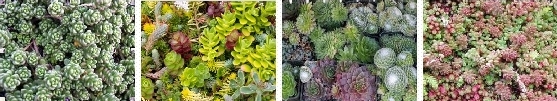 ECO. Green ECO Roofs. Green Roofs. Eco-Roofs. Skyrise Greenery. Roof Gardens. Living Roofs. vegetated roof