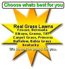 Fescue, Carpet Grass, Bermuda, Grama, Buffalow, Kikuyu, Tiff, Princess, Bahia, Kentucky
