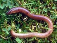earthworms, worms