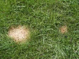 lawn fungus. lawn fungus problems. fungus in lawns.