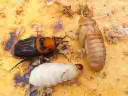 No more red weevil. Weevil juice. beetle juice. red weevil. black weevil. grubs. beetles. red palm. palm. beetle. weevil