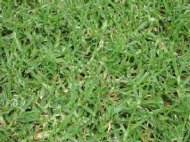 types of lawn grasses