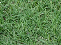 lawn grass.