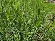 types of lawn grasses