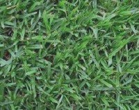 types of lawn grasses. lawn grass.